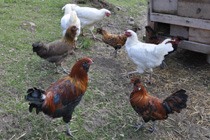 poules