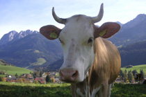Vache Simmental avec des cornes