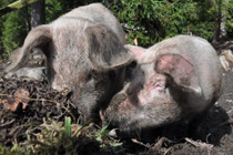 Schweine im Schlammbad